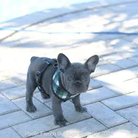 Ollie, a male French Bulldog for sale in Miami, FL – Photo 4 of 7