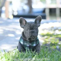 Ollie, a male French Bulldog for sale in Miami, FL – Photo 1 of 7