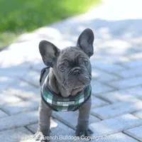 Ollie, a male French Bulldog for sale in Miami, FL – Photo 3 of 7