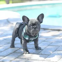 Ollie, a male French Bulldog for sale in Miami, FL – Photo 2 of 7