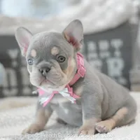 Sadie, a female French Bulldog for sale in Miami, FL – 3 of 7