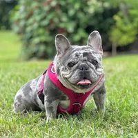 Sadie, a female French Bulldog for sale in Miami, FL – 7 of 7