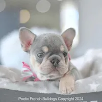 Sadie, a female French Bulldog for sale in Miami, FL – 2 of 7