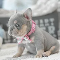 Sadie, a female French Bulldog for sale in Miami, FL – 5 of 7