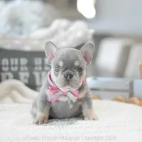 Sadie, a female French Bulldog for sale in Miami, FL – 4 of 7