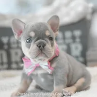 Sadie, a female French Bulldog for sale in Miami, FL – Photo 1 of 7