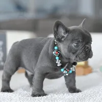 Biscuit Blue, a male French Bulldog for sale in Miami, FL – Photo 5 of 7