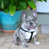 Biscuit Blue, a male French Bulldog for sale in Miami, FL – Photo 7 of 7