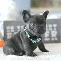 Biscuit Blue, a male French Bulldog for sale in Miami, FL – Photo 1 of 7