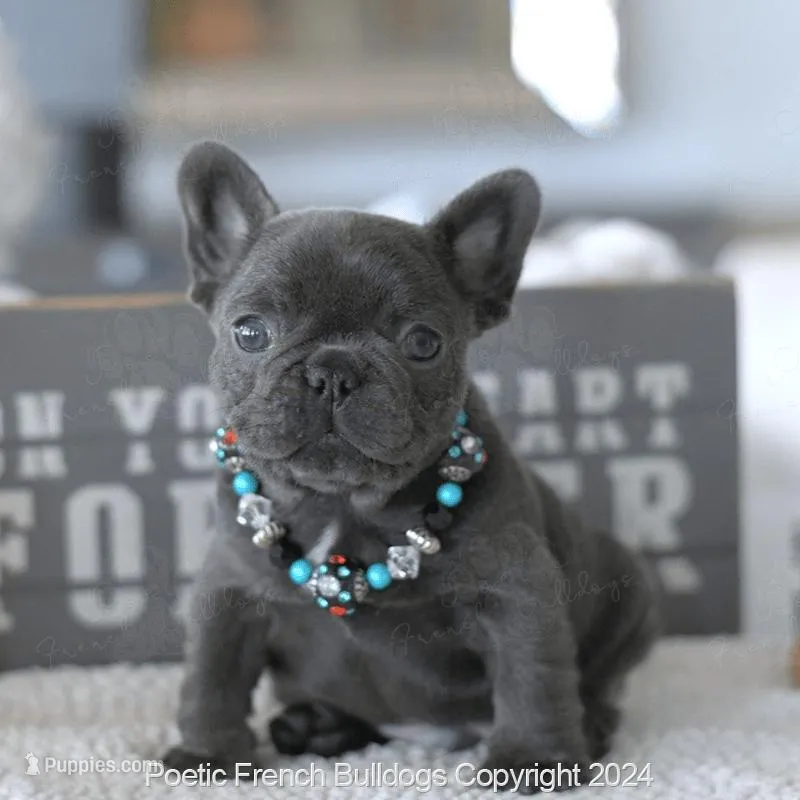 Biscuit Blue – French Bulldog puppy for sale in Miami, FL