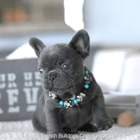 Biscuit Blue, a male French Bulldog for sale in Miami, FL – Photo 3 of 7