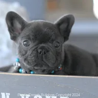 Biscuit Blue, a male French Bulldog for sale in Miami, FL – Photo 2 of 7