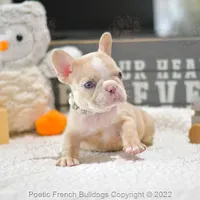 Reserved, a female French Bulldog for sale in Miami, FL – Photo 2 of 5