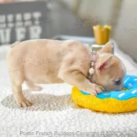 Reserved, a female French Bulldog for sale in Miami, FL – Photo 4 of 5