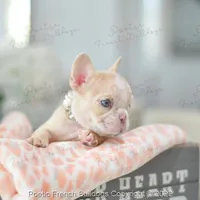 Reserved, a female French Bulldog for sale in Miami, FL – Photo 3 of 5