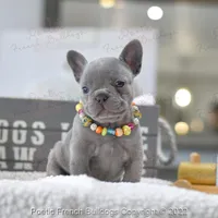 Reserved, a female French Bulldog for sale in Miami, FL – Photo 5 of 5