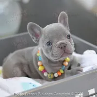 Reserved, a female French Bulldog for sale in Miami, FL – Photo 3 of 5