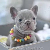 Reserved, a female French Bulldog for sale in Miami, FL – Photo 2 of 5