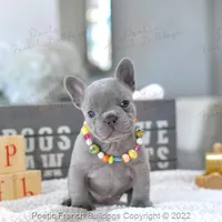Reserved, a female French Bulldog for sale in Miami, FL – Photo 1 of 5