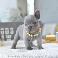 Reserved, a female French Bulldog for sale in Miami, FL – Photo 4 of 5