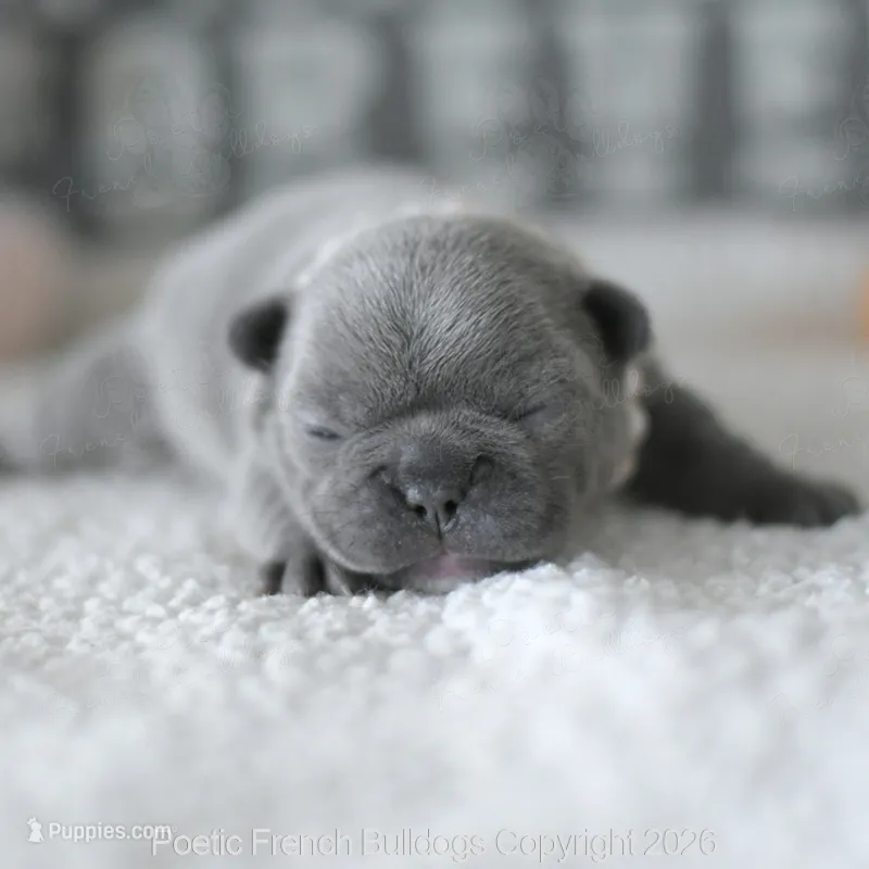 Hazel, a female French Bulldog for sale in Pompano Beach, FL – 1 of 7