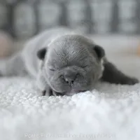 Hazel, a female French Bulldog for sale in Pompano Beach, FL – 1 of 7