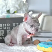 Cheyenne, a female French Bulldog for sale in Miami, FL – Photo 4 of 5