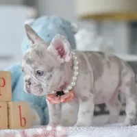 Cheyenne, a female French Bulldog for sale in Miami, FL – Photo 3 of 5