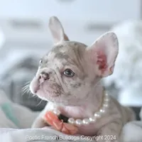 Cheyenne, a female French Bulldog for sale in Miami, FL – 1 of 5