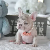 Cheyenne, a female French Bulldog for sale in Miami, FL – Photo 2 of 5
