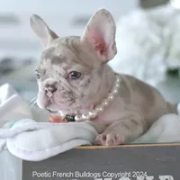 Cheyenne, a female French Bulldog for sale in Miami, FL – Photo 5 of 5