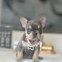 Hensley, a female French Bulldog for sale in Pompano Beach, FL – 5 of 6