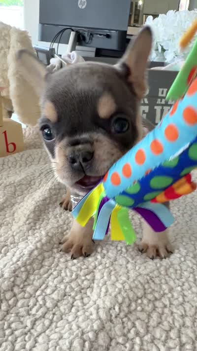 Hensley, a female French Bulldog for sale in Pompano Beach, FL – 6 of 6