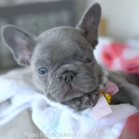 Dolce, a female French Bulldog for sale in Pompano Beach, FL – 2 of 6