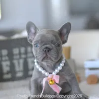 Dolce, a female French Bulldog for sale in Pompano Beach, FL – 3 of 6