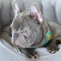 Reserved, a male French Bulldog for sale in Miami, FL – Photo 2 of 5
