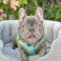 Reserved, a male French Bulldog for sale in Miami, FL – Photo 3 of 5