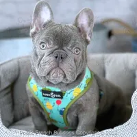 Reserved, a male French Bulldog for sale in Miami, FL – Photo 1 of 5