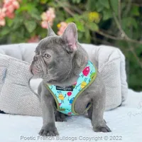 Reserved, a male French Bulldog for sale in Miami, FL – Photo 4 of 5
