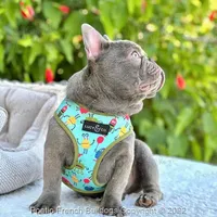 Reserved, a male French Bulldog for sale in Miami, FL – Photo 5 of 5