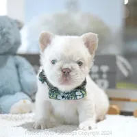 Yuki Fluffy, a male French Bulldog for sale in Miami, FL – Photo 1 of 5