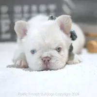 Yuki Fluffy, a male French Bulldog for sale in Miami, FL – Photo 2 of 5