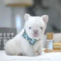 Yuki Fluffy, a male French Bulldog for sale in Miami, FL – Photo 3 of 5