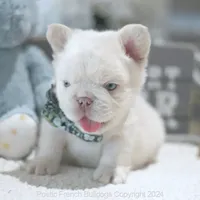 Yuki Fluffy, a male French Bulldog for sale in Miami, FL – Photo 4 of 5