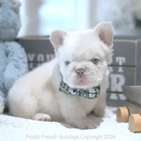 Yuki Fluffy, a male French Bulldog for sale in Miami, FL – Photo 5 of 5