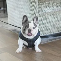 Bitsy, a female French Bulldog for sale in Pompano Beach, FL – 7 of 7