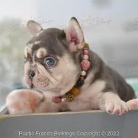 Reserved, a female French Bulldog for sale in Miami, FL – Photo 3 of 5