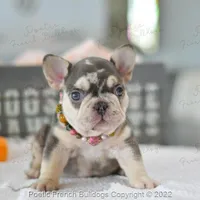 Reserved, a female French Bulldog for sale in Miami, FL – Photo 1 of 5