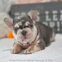 Reserved, a female French Bulldog for sale in Miami, FL – Photo 4 of 5
