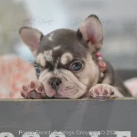 Reserved, a female French Bulldog for sale in Miami, FL – Photo 2 of 5